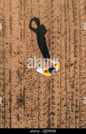 Aerial shot of female farmer standing in corn sprout field and ...