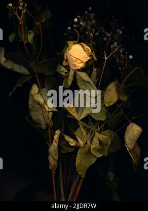 Dried yellow rose, scanned directly on glass. Stock Photo