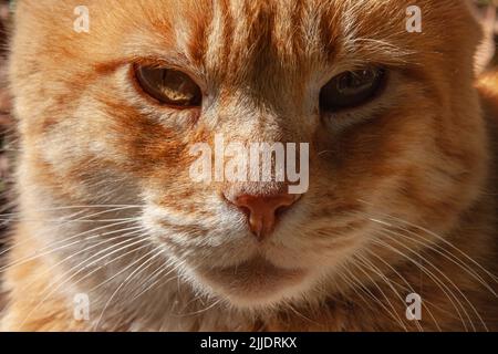 Close-up portrait of a red cat with honey-colored eyes. Stock Photo