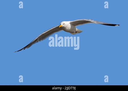 European herring gull (Larus argentatus) in flight against blue sky in summer Stock Photo