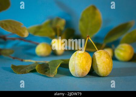 Green plums on a blue background. a branch with leaves. Stock Photo