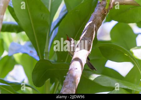 Seychelles warbler Acrocephalus sechellensis, adult, perched & singing from tree canopy, Cousin, Republic of Seychelles, May Stock Photo