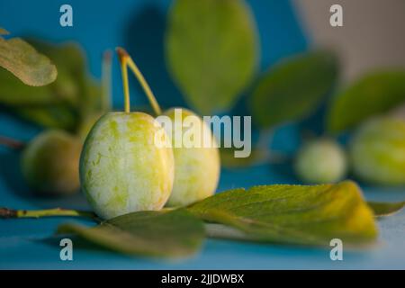 Green plums on a blue background. a branch with leaves. Stock Photo