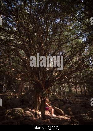 General vertical view of female trekker sitting or meditating under a several centuries old yew tree, named the 'Yew of the path'. Stock Photo