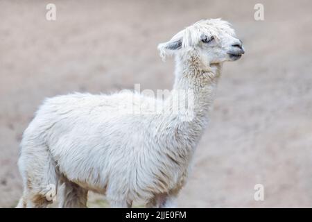 A white alpaca stands against the background of sand and looks into the distance. Alpaca closeup side view Stock Photo