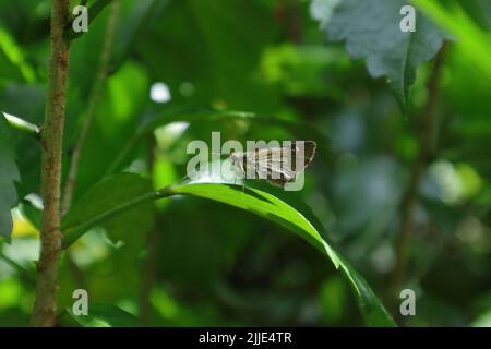 A Ceylon Swift butterfly (Parnara Bada) perched on a Chinese Hibiscus leaf in sunlight Stock Photo