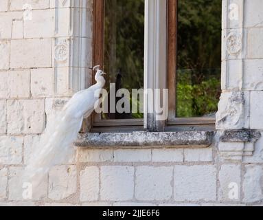 White peacock in the garden at Chateau du Rivau, Loire Valley, France. Stock Photo