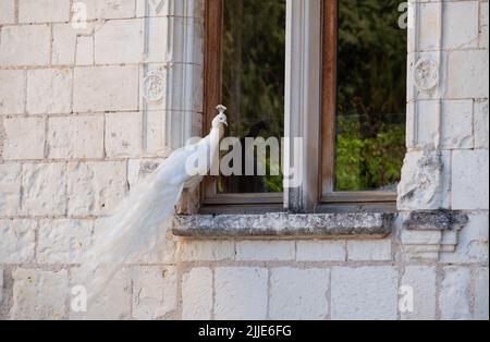 White peacock in the garden at Chateau du Rivau, Loire Valley, France. Stock Photo