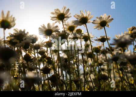 Daisies or chamomiles from below. Selective focus on the daisies. Nature or spring blossom background photo. Stock Photo
