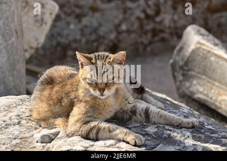 Light brown tabby cat lying down on stone in morning sunlight. No people. Stock Photo