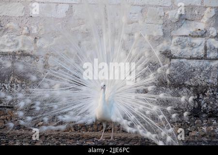 White peacock displaying its feathers as part of a mating ritual, in the garden at Chateau du Rivau, Lemere, Loire Valley, France. Stock Photo