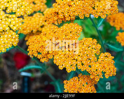 Flat heads of apricot coloured flowers of the ornamental hardy yarrow, Achillea millefolium Terracotta Stock Photo