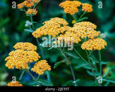 Flat heads of apricot coloured flowers of the ornamental hardy yarrow, Achillea millefolium Terracotta Stock Photo