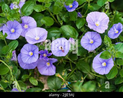 Blue trumpet flowers of the half hardy sprawling perennial, Convolvulus sabatius Stock Photo