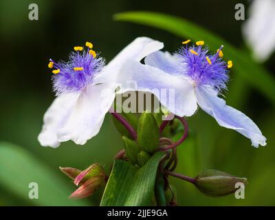 Fethery centered blue and white flowers of the summer blooming hardy perennial spiderwort, Tradescantia (Andersoniana Group) 'Iris Pritchard' Stock Photo