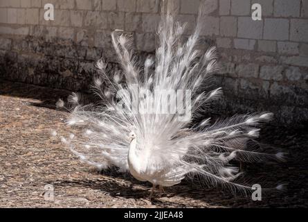 White peacock displaying its feathers as part of a mating ritual, in the garden at Chateau du Rivau, Lemere, Loire Valley, France. Stock Photo