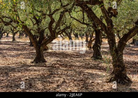 olive trees, olive grove, zante, zakynthos, greek islands, olive oil production, oliver trees in an olive grove on the greek island of zakynthos. Stock Photo