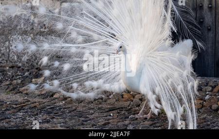 White peacock displaying its feathers as part of a mating ritual, in the garden at Chateau du Rivau, Lemere, Loire Valley, France. Stock Photo