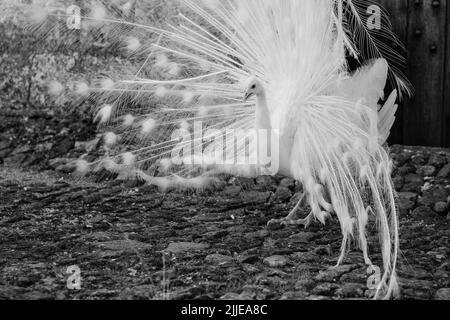 White peacock displaying its feathers as part of a mating ritual, in the garden at Chateau du Rivau, Lemere, Loire Valley, France. Stock Photo