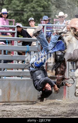 Saddle Bronc rider at the Tsuut’ina Nation Rodeo, Alberta Canada Stock ...