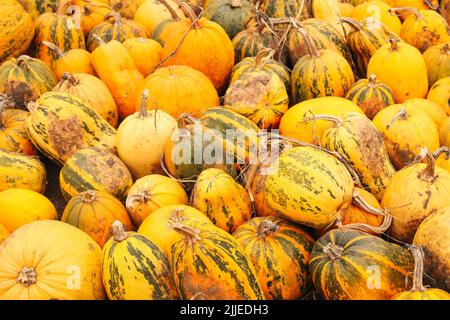Defocus a lot of yellow and green pumpkin at outdoor farmers market. Colorful stripe and spot varieties of pumpkins and squashes. October. Harvest. Ha Stock Photo