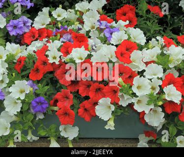 Petunias in wall mounted box, red, white, purple blue, container gardening Stock Photo