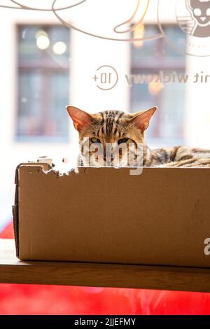 Bengal cat laying in a box at Neko Cafe, Torun, Poland Stock Photo