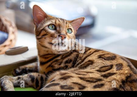 Bengal cat laying in a box at Neko Cafe, Torun, Poland Stock Photo