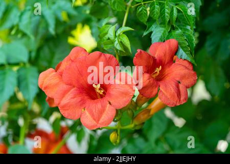 Close up photo of trumpet creeper or botanical name of campsis radicans. Stock Photo