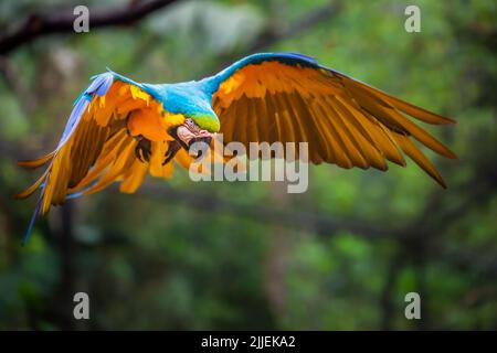 Single Yellow and blue macaw flying with open wings in wilderness, Pantanal, Brazil Stock Photo