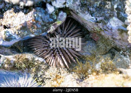 Atlantic boring sea urchin, rock-boring urchin (Echinometra lucunter), in a tidal pool, USA, Hawaii, Maui, Kiehi Stock Photo