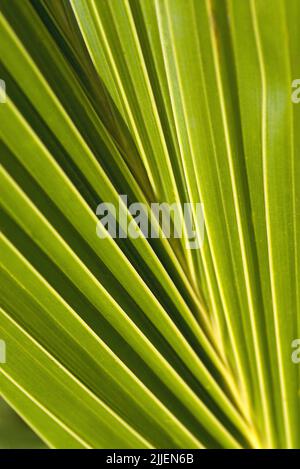 detail of a bright green palm tree leaf Stock Photo