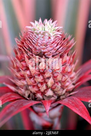 pineapple (Ananas comosus, Ananas sativus), brightly pink and red colored young pineapple Stock Photo