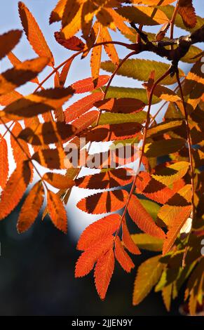 European mountain-ash, rowan tree (Sorbus aucuparia), autumn colours, Switzerland Stock Photo
