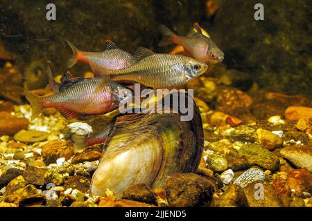bitterling (Rhodeus amarus, Rhodeus sericeus, Rhodeus sericeus amarus), several males haunt a female with ovipositor over a pond mussel, Germany Stock Photo