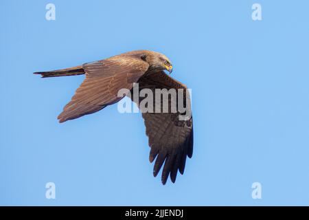 Black kite, Yellow-billed kite (Milvus migrans), in flight at blue sky, Germany, Bavaria Stock Photo