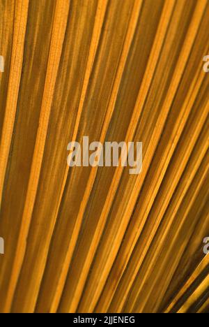 detail of a dry palm tree leaf Stock Photo