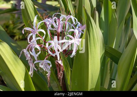 poisonbulb, crinum lily (Crinum asiaticum), blooming, USA, Hawaii, Maui