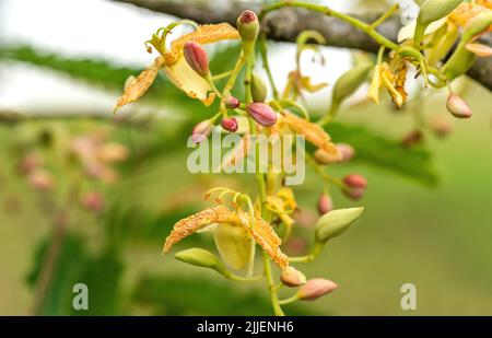 Tamarind (Tamarindus indica), flowers, close-up, Thailand Stock Photo