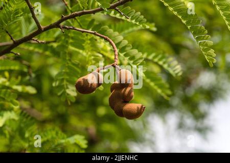 Tamarind (Tamarindus indica), Close-up of Tamarind fruits on a tree, Thailand Stock Photo