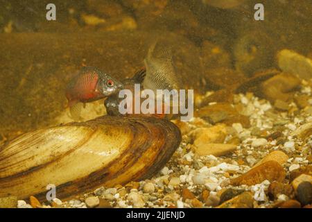 bitterling (Rhodeus amarus, Rhodeus sericeus, Rhodeus sericeus amarus), spawning female with males over a painter's mussel, Germany Stock Photo
