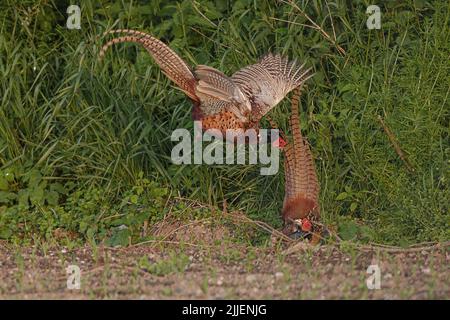Common pheasant, Caucasus Pheasant, Caucasian Pheasant (Phasianus colchicus), territorial males, Germany, Bavaria, Erdinger Moos Stock Photo