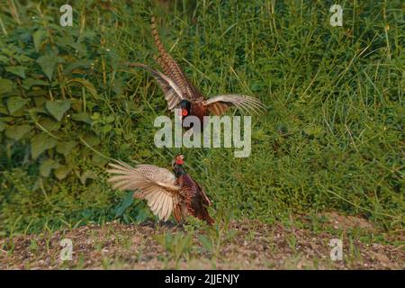 Common pheasant, Caucasus Pheasant, Caucasian Pheasant (Phasianus colchicus), fighting males, Germany, Bavaria, Erdinger Moos Stock Photo