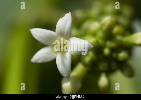 Indian Mulberry, Painkiller (Morinda citrifolia, Morinda bracteata), Noni fruit flower in blossom on a tree, French Polynesia Stock Photo