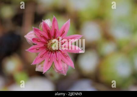 Cobweb House Leek, Cobweb houseleek (Sempervivum arachnoideum), flower Stock Photo