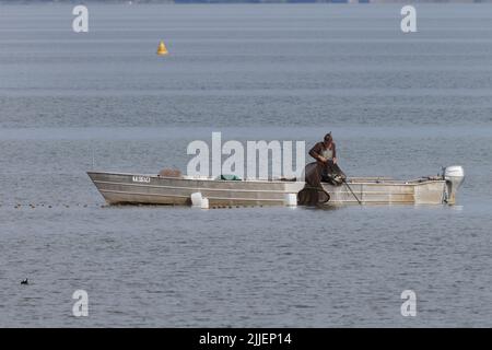 common bream, freshwater bream, carp bream (Abramis brama), fisherman fishing with a trap net, Germany, Bavaria, Lake Chiemsee Stock Photo