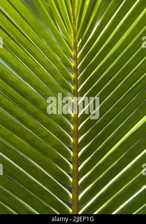 bright green palm tree leaf Stock Photo