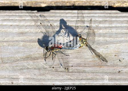 white-faced darter, white-faced dragonfly (Leucorrhinia dubia, Leucorhinia dubia), mating wheel with shadow on a boardwalk, Germany, Bavaria, Stock Photo