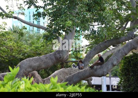 Three people sitting on red silk cotton tree (Bombax ceiba L) relaxing during summer in downtown St. Petersburg, Florida, USA. Stock Photo