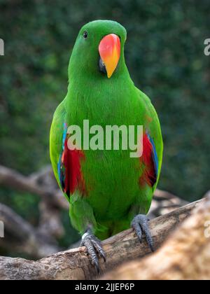 A vertical shot of Eclectus parrot (Eclectus roratus) perched on a branch Stock Photo